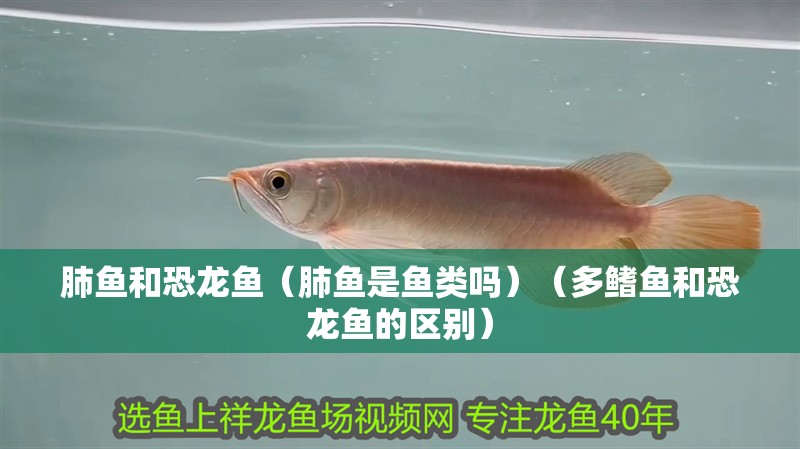肺魚和恐龍魚（肺魚是魚類嗎）（多鰭魚和恐龍魚的區別）