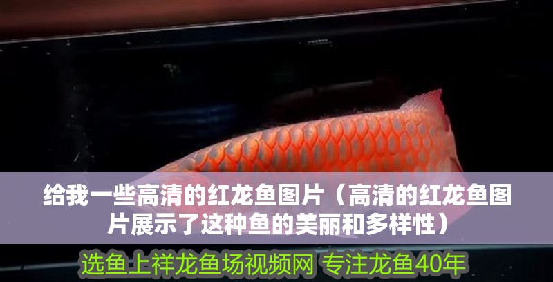 給我一些高清的紅龍魚圖片（高清的紅龍魚圖片展示了這種魚的美麗和多樣性）