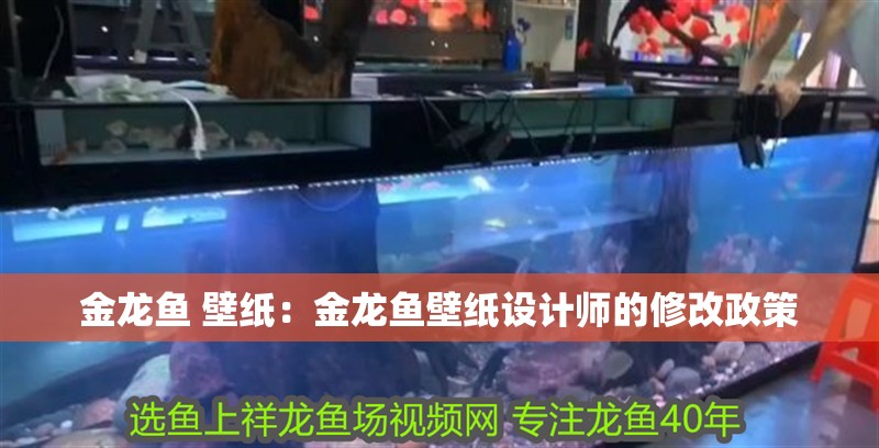金龍魚 壁紙：金龍魚壁紙設(shè)計師的修改政策
