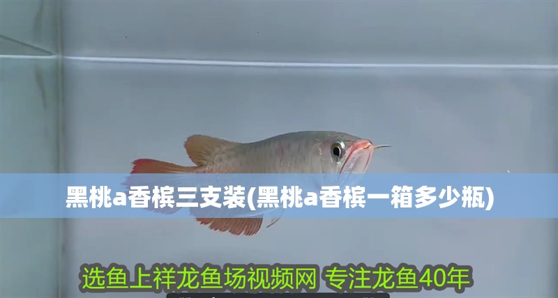 黑桃a香檳三支裝(黑桃a香檳一箱多少瓶)