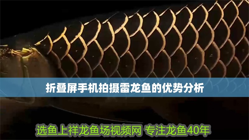 折疊屏手機拍攝雷龍魚的優勢分析