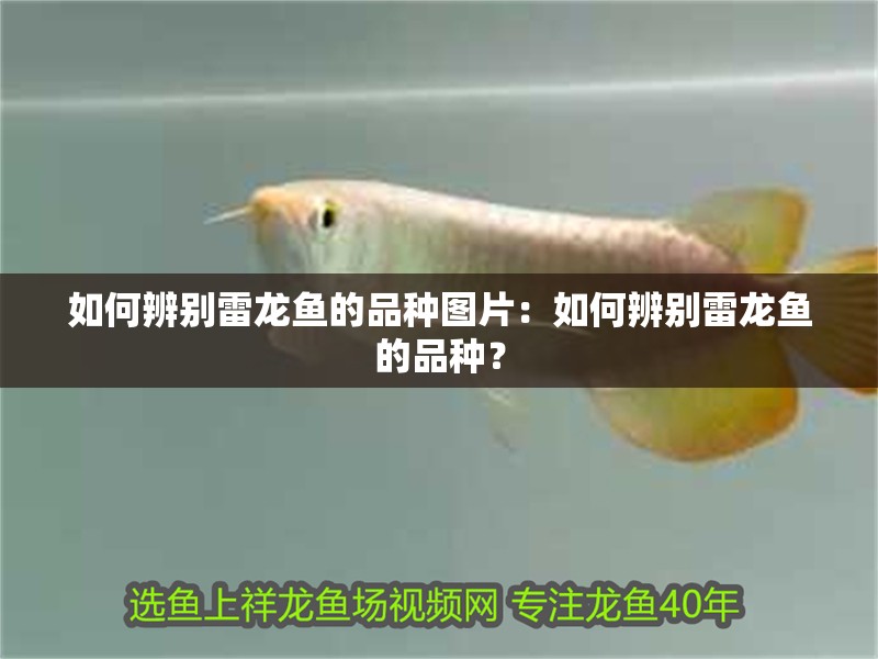 如何辨別雷龍魚的品種圖片：如何辨別雷龍魚的品種？