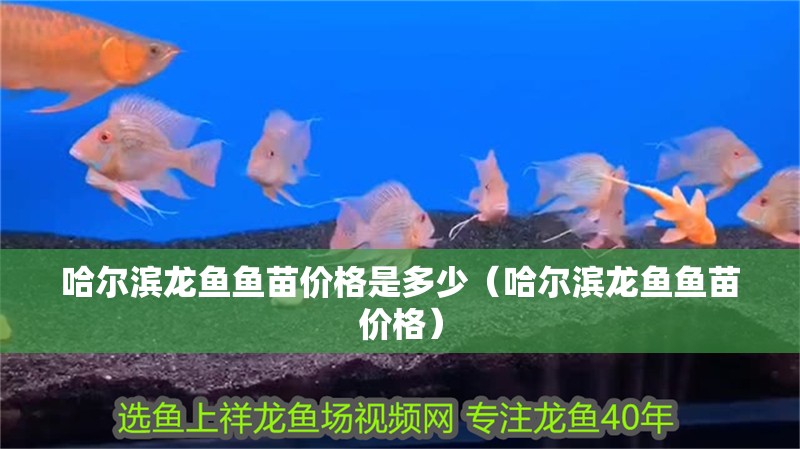 哈爾濱龍魚魚苗價(jià)格是多少（哈爾濱龍魚魚苗價(jià)格）