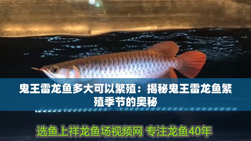 鬼王雷龍魚多大可以繁殖：揭秘鬼王雷龍魚繁殖季節的奧秘