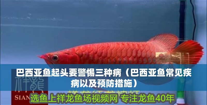 巴西亞魚起頭要警惕三種病（巴西亞魚常見疾病以及預防措施） 巴西亞魚起頭要警惕三種病（巴西亞魚常見疾病以及預防措施） 觀賞魚百科