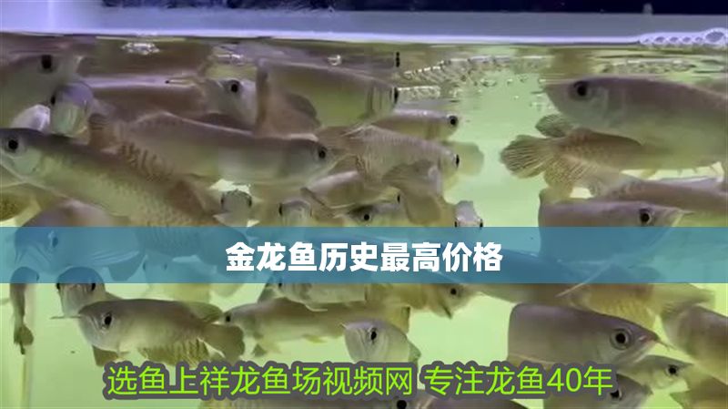 金龍魚歷史最高價格 金龍魚歷史最高價格 龍魚百科 第2張