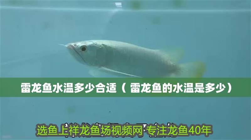 雷龍魚水溫多少合適（ 雷龍魚的水溫是多少）