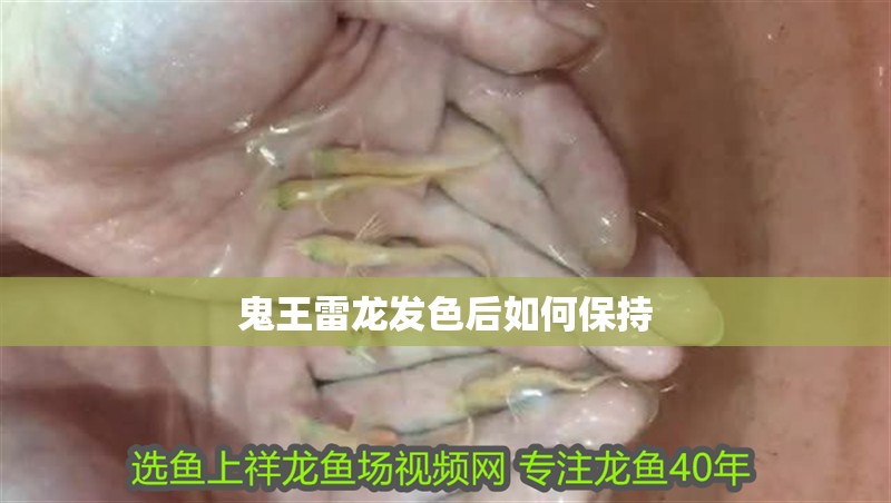 鬼王雷龍發(fā)色后如何保持