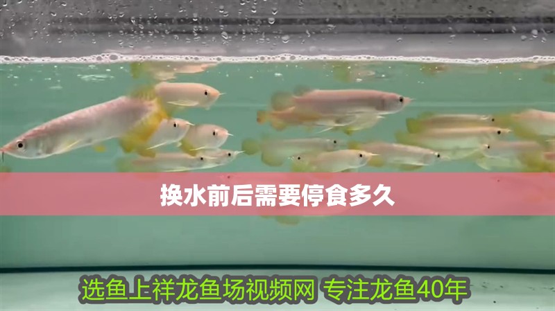 換水前后需要停食多久 換水前后需要停食多久 龍魚百科