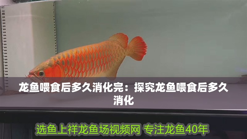 龍魚喂食后多久消化完：探究龍魚喂食后多久消化