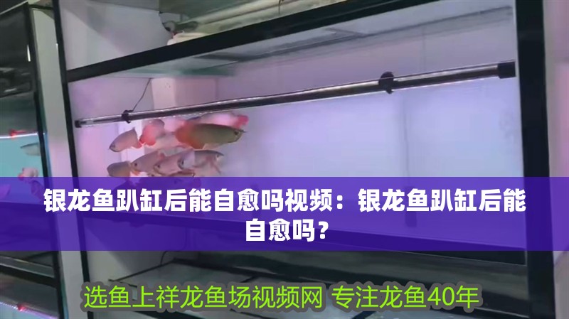 銀龍魚趴缸后能自愈嗎視頻：銀龍魚趴缸后能自愈嗎？