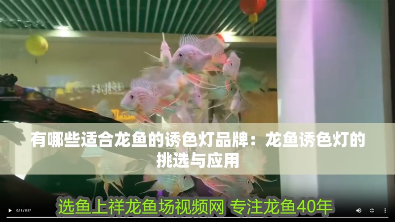 有哪些適合龍魚的誘色燈品牌：龍魚誘色燈的挑選與應(yīng)用