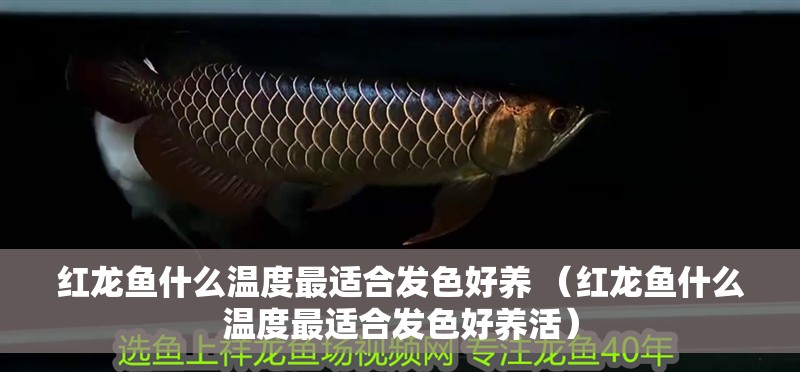 紅龍魚什么溫度最適合發(fā)色好養(yǎng) （紅龍魚什么溫度最適合發(fā)色好養(yǎng)活）