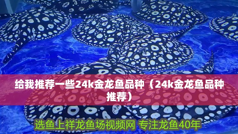 紅龍魚用黃燈烤有用嗎 給我推薦一些24k金龍魚品種(24k金龍魚品種推薦) 龍魚百科 給我推薦一些24k金龍魚品種(24k金龍魚品種推薦) 給我推薦一些24k金龍魚品種(24k金龍魚品種推薦) 龍魚百科