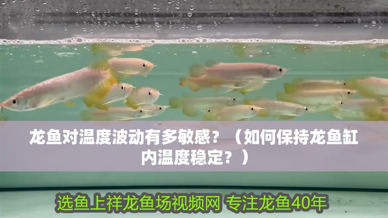 龍魚對溫度波動有多敏感？（如何保持龍魚缸內溫度穩定？）