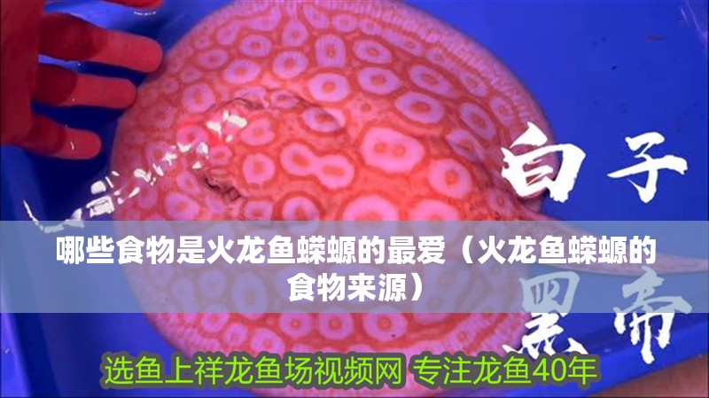 鸚鵡魚(yú)和銀龍魚(yú)混養(yǎng)怎樣喂食 哪些食物是火龍魚(yú)蠑螈的最愛(ài)(火龍魚(yú)蠑螈的食物來(lái)源) 龍魚(yú)百科 哪些食物是火龍魚(yú)蠑螈的最愛(ài)(火龍魚(yú)蠑螈的食物來(lái)源) 哪些食物是火龍魚(yú)蠑螈的最愛(ài)(火龍魚(yú)蠑螈的食物來(lái)源) 龍魚(yú)百科