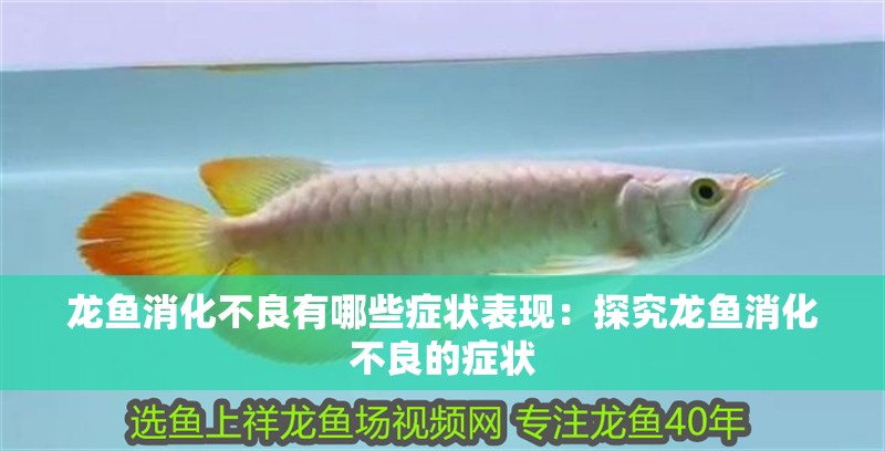 龍魚消化不良有哪些癥狀表現：探究龍魚消化不良的癥狀