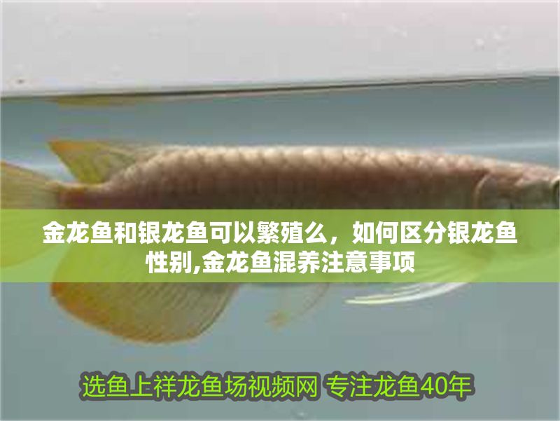 金龍魚和銀龍魚可以繁殖么，如何區分銀龍魚性別,金龍魚混養注意事項
