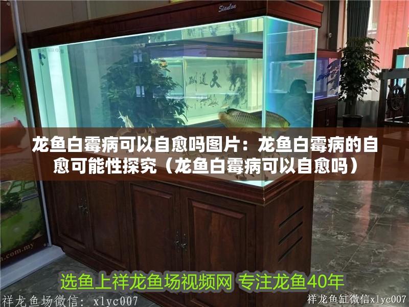 龍魚白霉病可以自愈嗎圖片：龍魚白霉病的自愈可能性探究（龍魚白霉病可以自愈嗎）