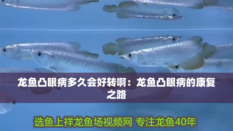 龍魚凸眼病多久會好轉(zhuǎn)啊：龍魚凸眼病的康復(fù)之路