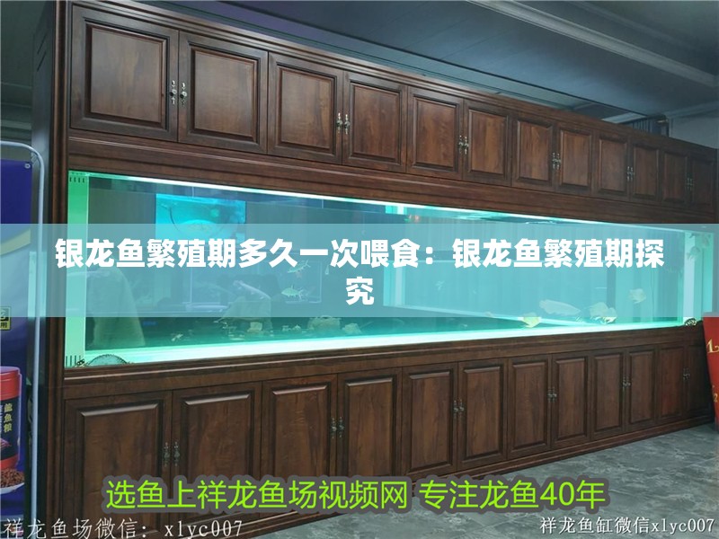 銀龍魚繁殖期多久一次喂食：銀龍魚繁殖期探究