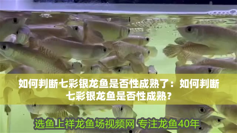 如何判斷七彩銀龍魚是否性成熟了：如何判斷七彩銀龍魚是否性成熟？