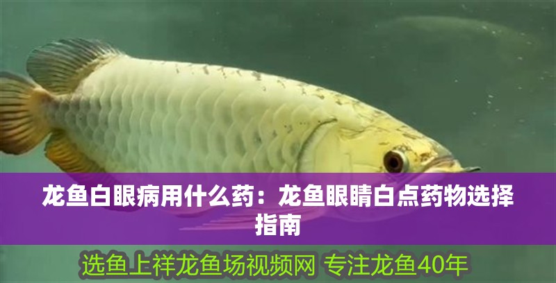 龍魚(yú)白眼病用什么藥：龍魚(yú)眼睛白點(diǎn)藥物選擇指南