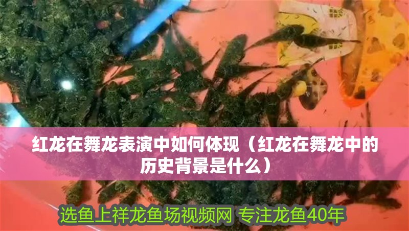 紅龍在舞龍表演中如何體現（紅龍在舞龍中的歷史背景是什么）