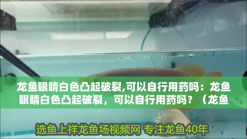 龍魚眼睛白色凸起破裂,可以自行用藥嗎：龍魚眼睛白色凸起破裂，可以自行用藥嗎？（龍魚的眼睛白色凸起破裂怎么辦）