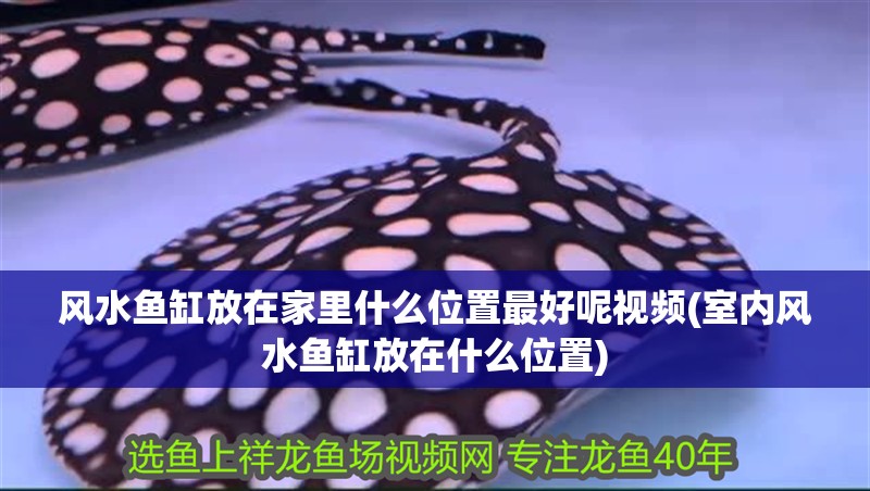 風(fēng)水魚缸放在家里什么位置最好呢視頻(室內(nèi)風(fēng)水魚缸放在什么位置)