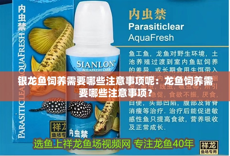 銀龍魚飼養(yǎng)需要哪些注意事項(xiàng)呢：龍魚飼養(yǎng)需要哪些注意事項(xiàng)？