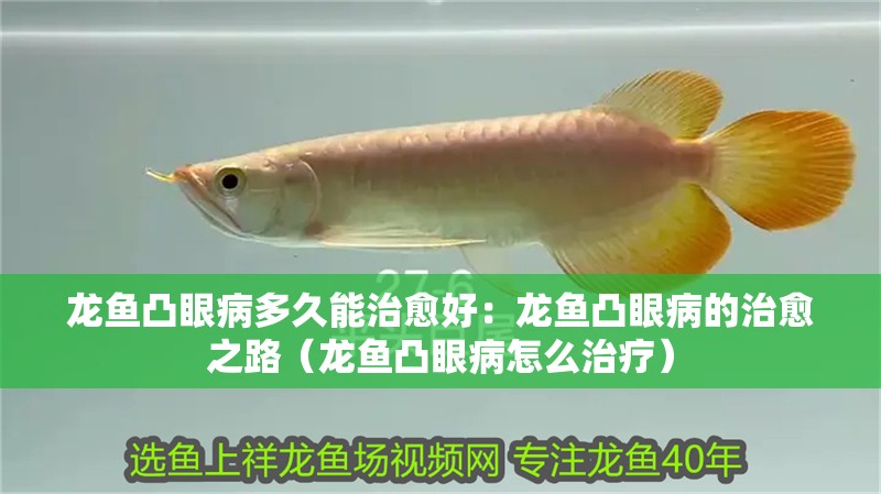 龍魚凸眼病多久能治愈好：龍魚凸眼病的治愈之路（龍魚凸眼病怎么治療）