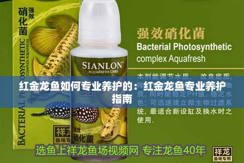 紅金龍魚如何專業養護的：紅金龍魚專業養護指南