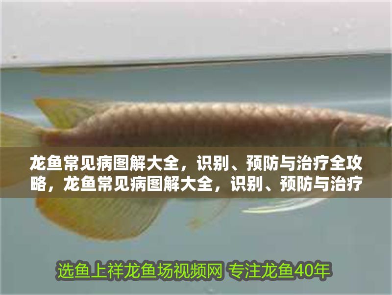 龍魚常見病圖解大全，識別、預防與治療全攻略，龍魚常見病圖解大全，識別、預防與治療全攻略
