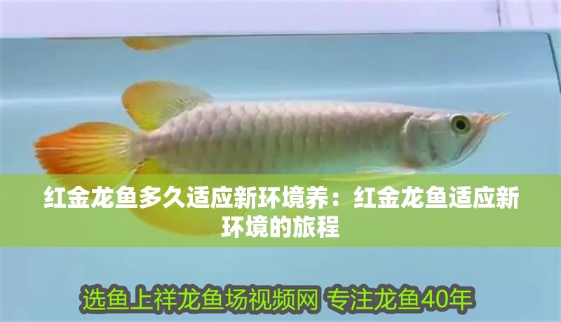 紅金龍魚多久適應新環境養：紅金龍魚適應新環境的旅程