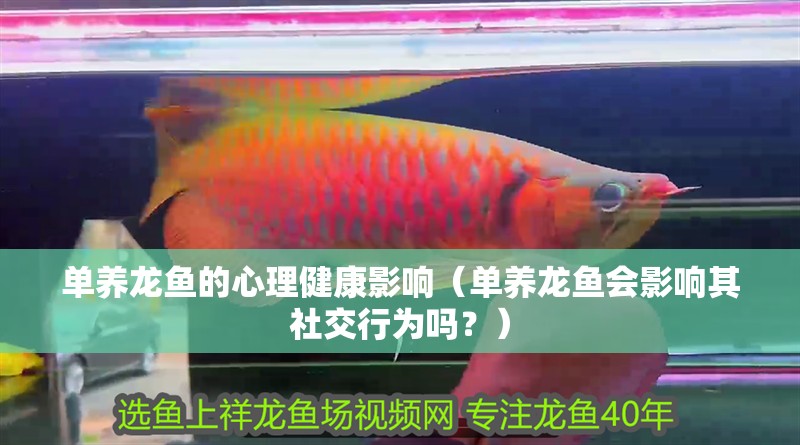 單養(yǎng)龍魚的心理健康影響（單養(yǎng)龍魚會影響其社交行為嗎？）