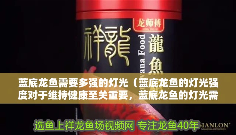 藍底龍魚需要多強的燈光（藍底龍魚的燈光強度對于維持健康至關重要，藍底龍魚的燈光需求）
