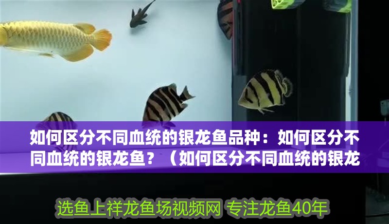 如何區(qū)分不同血統(tǒng)的銀龍魚品種：如何區(qū)分不同血統(tǒng)的銀龍魚？（如何區(qū)分不同血統(tǒng)的銀龍魚）