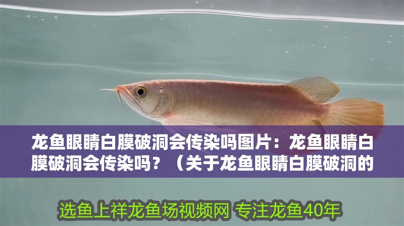 龍魚眼睛白膜破洞會傳染嗎圖片：龍魚眼睛白膜破洞會傳染嗎？（關于龍魚眼睛白膜破洞的問題）
