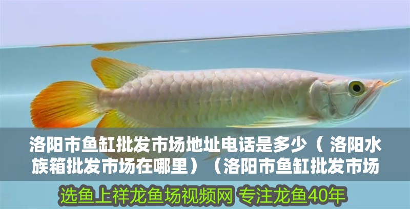 洛陽市魚缸批發(fā)市場地址電話是多少（ 洛陽水族箱批發(fā)市場在哪里）（洛陽市魚缸批發(fā)市場）