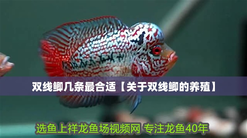 雙線鯽幾條最合適【關于雙線鯽的養殖】 雙線鯽幾條最合適【關于雙線鯽的養殖】 龍魚論壇