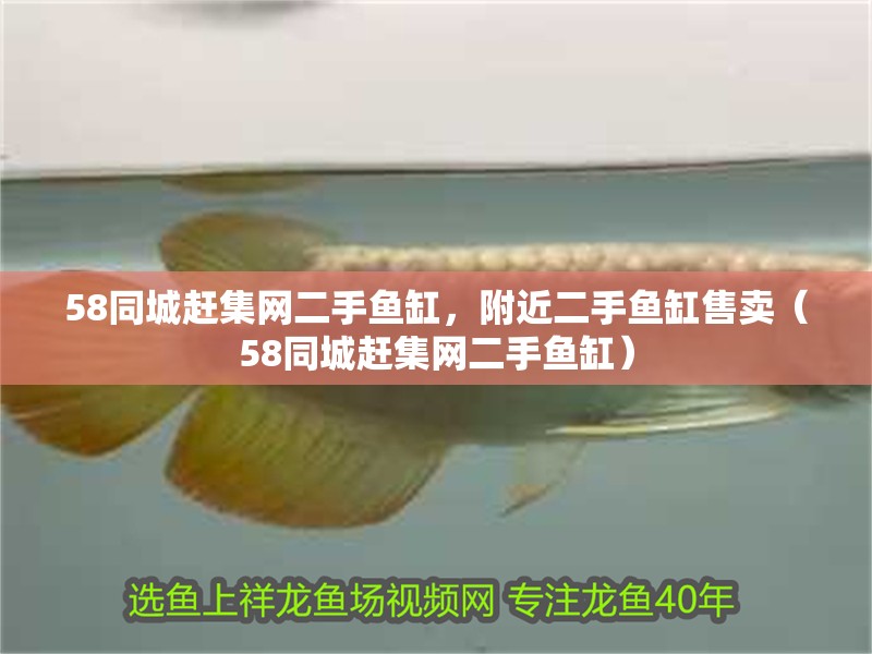 58同城趕集網二手魚缸，附近二手魚缸售賣（58同城趕集網二手魚缸）