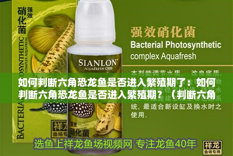 如何判斷六角恐龍魚(yú)是否進(jìn)入繁殖期了：如何判斷六角恐龍魚(yú)是否進(jìn)入繁殖期？（判斷六角恐龍魚(yú)是否進(jìn)入了繁殖期的步驟）