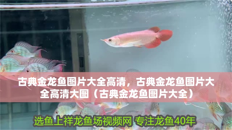 古典金龍魚圖片大全高清，古典金龍魚圖片大全高清大圖（古典金龍魚圖片大全）