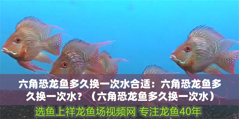 六角恐龍魚多久換一次水合適：六角恐龍魚多久換一次水？（六角恐龍魚多久換一次水）
