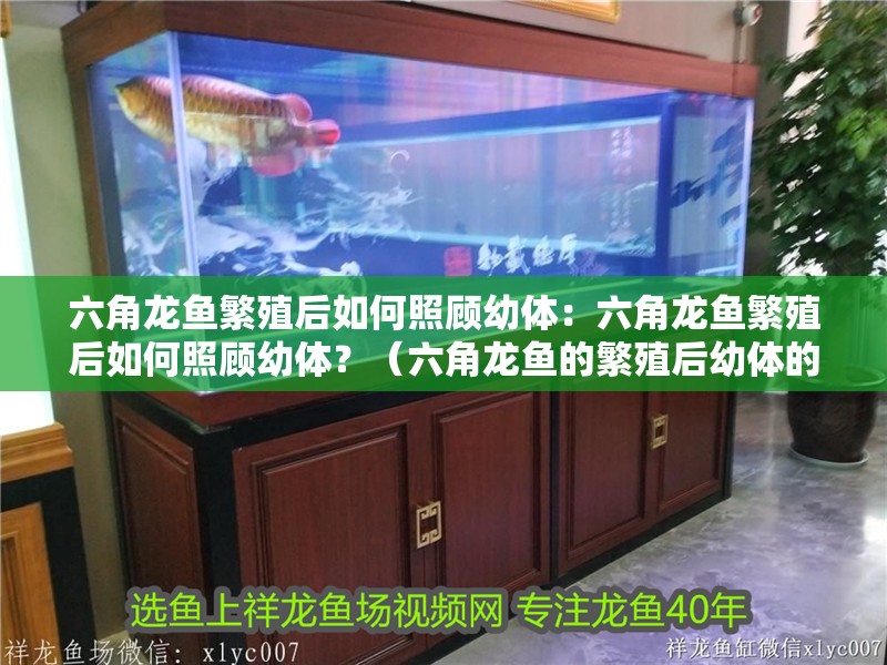 六角龍魚繁殖后如何照顧幼體：六角龍魚繁殖后如何照顧幼體？（六角龍魚的繁殖后幼體的護理）