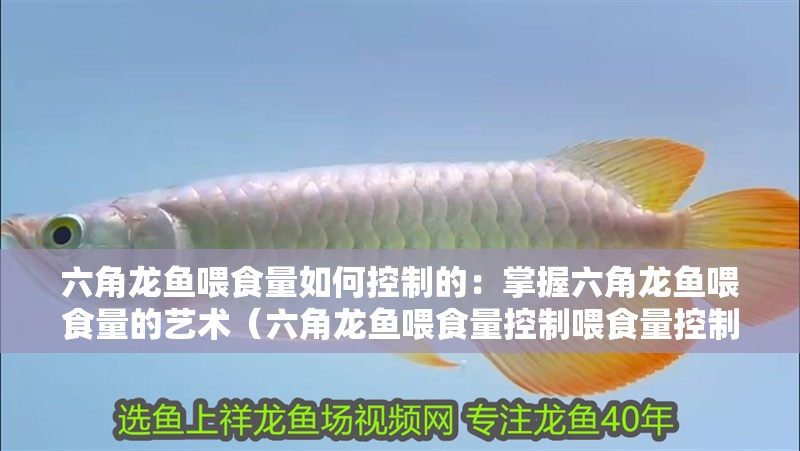 六角龍魚喂食量如何控制的：掌握六角龍魚喂食量的藝術（六角龍魚喂食量控制喂食量控制六角龍魚健康成長的關鍵）