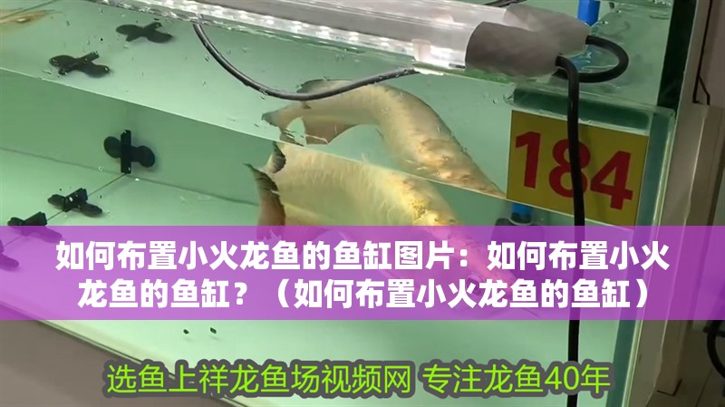 如何布置小火龍魚的魚缸圖片：如何布置小火龍魚的魚缸？（如何布置小火龍魚的魚缸）