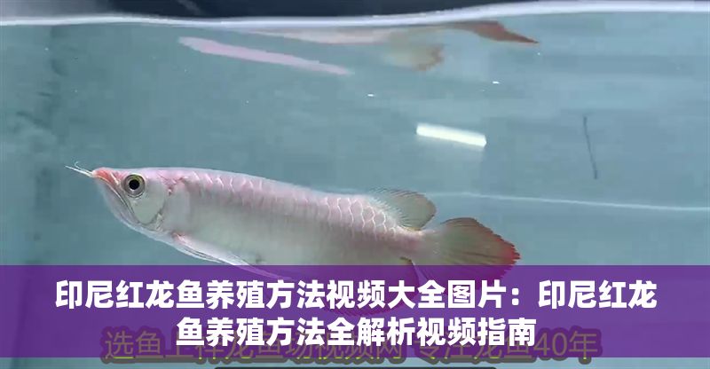 印尼紅龍魚養殖方法視頻大全圖片：印尼紅龍魚養殖方法全解析視頻指南