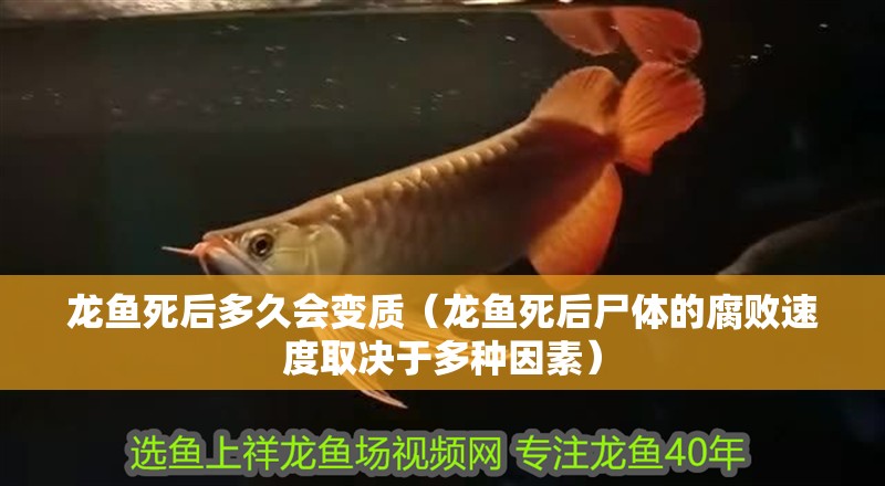 龍魚死后多久會變質（龍魚死后尸體的腐敗速度取決于多種因素） 龍魚死后多久會變質（龍魚死后尸體的腐敗速度取決于多種因素） 龍魚百科